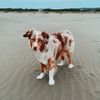 theaussiewinter