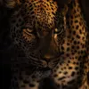 kkn7
