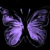 butterflyx2.0