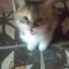 maslinaaa