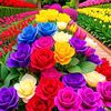 bishal3m