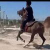nabelawad5