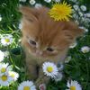 laviks_m2