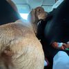 ilikepickles103