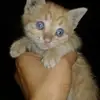 jiji5340