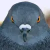 exypydor