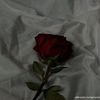 habiba.mahmoud4085