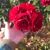 princess_s705