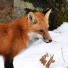foxewulfe