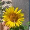 7soleil27