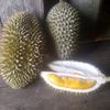 putrakalbar._