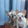 willy.gomez.varas