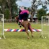 v.eventing.horse