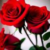 bilalmuhamed65