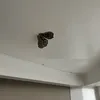 talaaasore