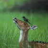 thesweetzoo