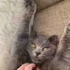 cat_juri