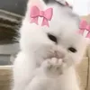 shammyleeks