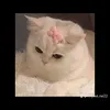 hacaigi4
