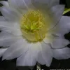 lngsnb0