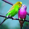 malik.abbas3285