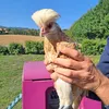 poules2bourgogne