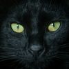 gato_negro_000
