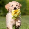 protectanimallife
