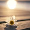 papatya_343425