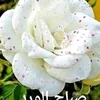 moon.abbas6