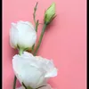 alyusr.97