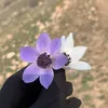 gul.xanm06