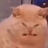 blankofrmdashell