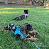 av_minidachshunds