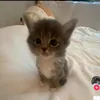 themankeochipchipvl