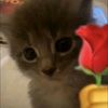 cottonloaf8