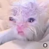 amaislegal1234