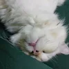 fwsmth_