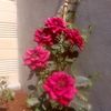 nooraldeen744