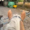 amiraahendedieren