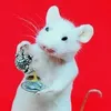 mouseteatime