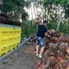 juragan_sawit08