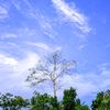 Santri_Pancor