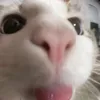 typmew_