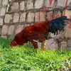 arshawat567