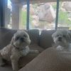 louie.and.luci