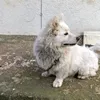 mira_mazlum1