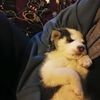 gian_xz7337