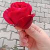 yara.sy56