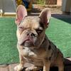 delilahthefrenchbulldog